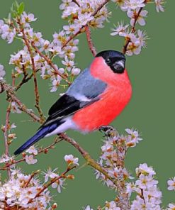 Colorful Bullfinch Birds Paint By Numbers