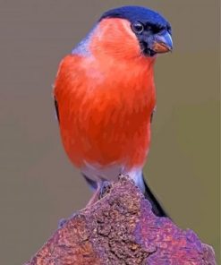 Colorful Bullfinch Birds Paint By Numbers