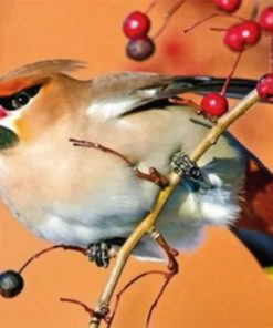Goldfinch Bird Painting Paint By Numbers