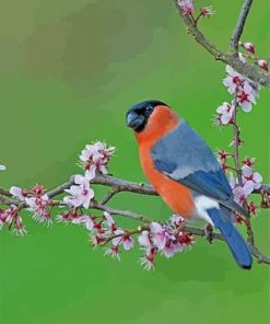 Colorful Bullfinch Paint By Numbers