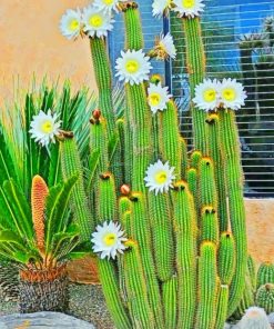 Cactus Aesthetic White Flowers Paint By Numbers
