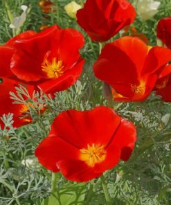 Red California Poppy Paint By Numbers
