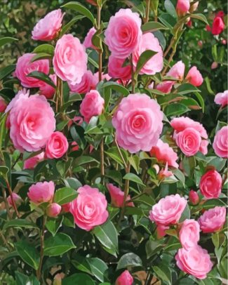 Pink Camellia Blooms Paint By Numbers