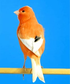 Canary Birds Paint By Numbers