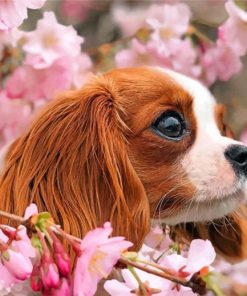 Cavalier Puppy Paint By Numbers