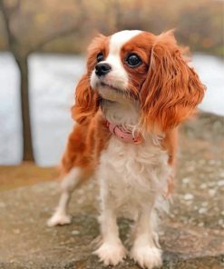 Cavalier Dogs Paint By Numbers