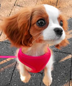 Cavalier King Charles Spaniel Paint By Numbers