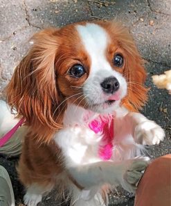 Cavalier Dog Paint By Numbers