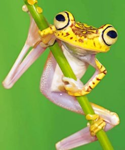 Chachi Tree Frog Colorful Paint By Numbers