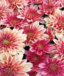 Chrysanthemum Blooms Paint By Numbers