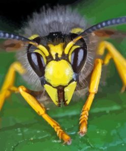 Wasp Detailed View Paint By Numbers