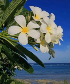 Coastal Flowers of Kenya Paint By Numbers