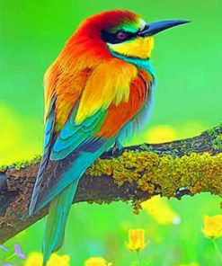 Colorful Birds Wildlife Paint By Numbers