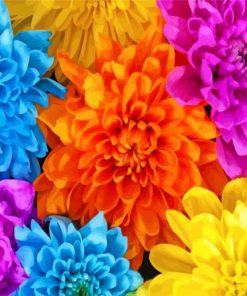 Chrysanthemums Flower Paint By Numbers