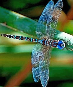 Beautiful Dragonfly Nature Paint By Numbers