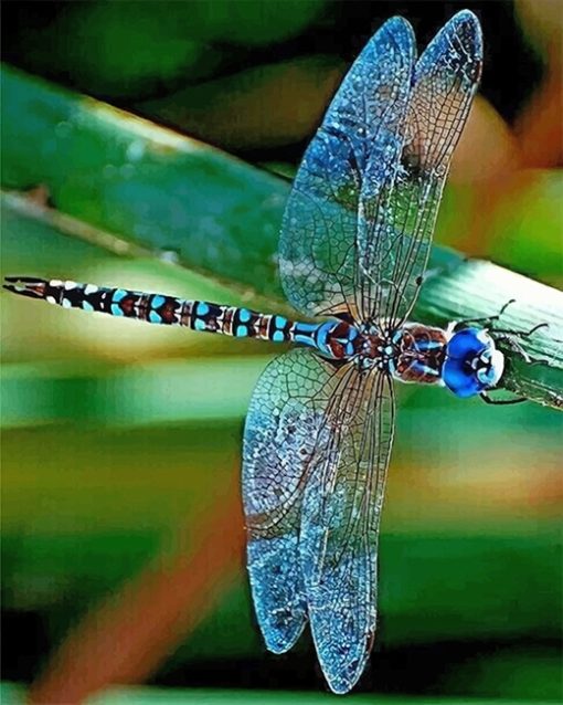 colorful-dragonfly-adult-paint-by-numbers