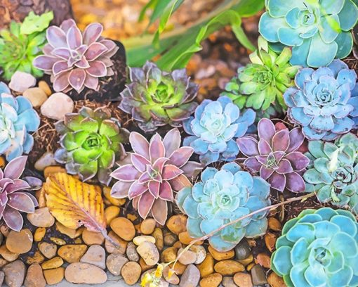 colorful-succulents-adult-paint-by-numbers