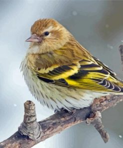 Birds Spinus Paint By Numbers