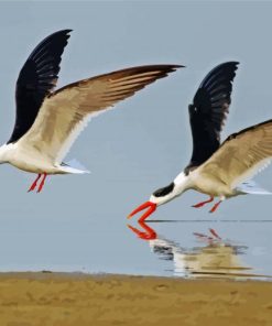 Indian Skimmer Bird Paint By Numbers
