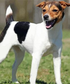 Cool Jack Terrier Dogs Paint By Numbers