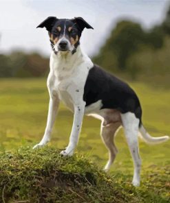 Cool Rat Terriers Dogs Paint By Numbers