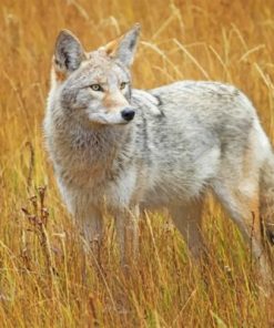 Coyote Wildlife Paint By Numbers