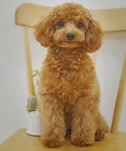 Cute Poodle Dog Paint By Numbers