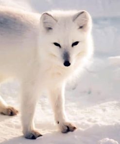 Cute Arctic Fox Wildlife Paint By Numbers