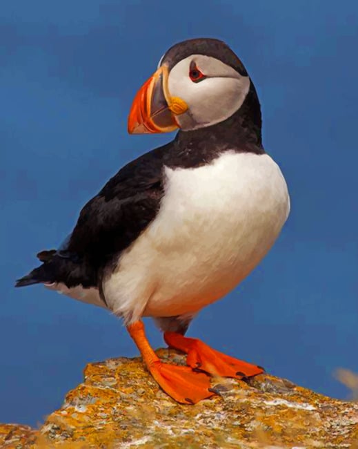 Finalizing the Atlantic Puffin paint by numbers artwork