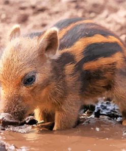 Cute Baby Boar Art Paint By Numbers