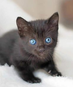Blue-Eyed Baby Cat Paint By Numbers
