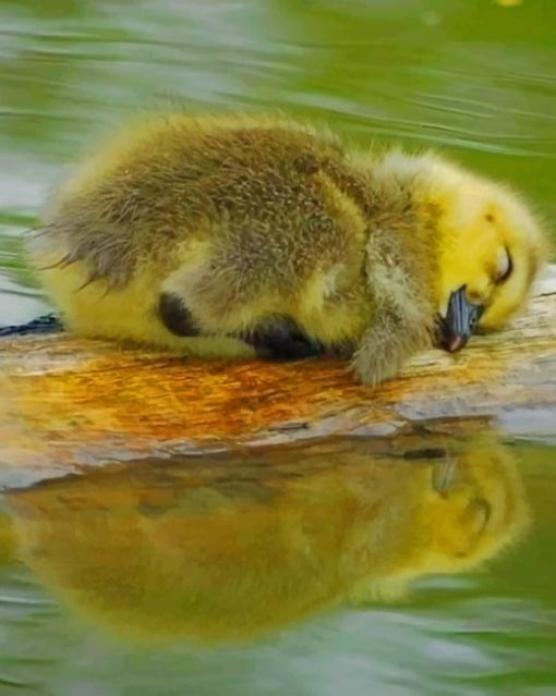 cute-baby-duck-sleeping-paint-by-number