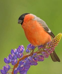 Cute Bullfinch Finches Paint By Numbers