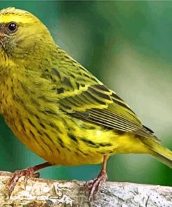 Charming Canary Bird Paint By Numbers