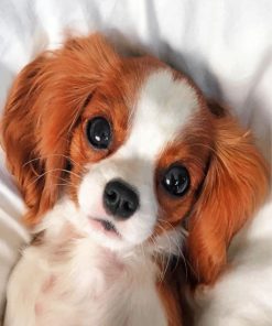 Cavalier Dog Magic Paint By Numbers