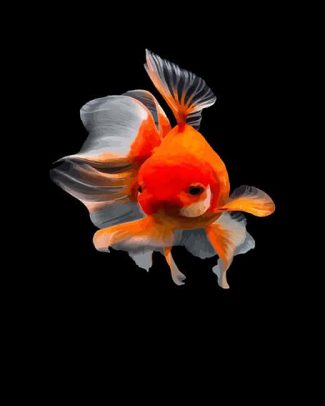 Goldfish Animals Paint By Numbers