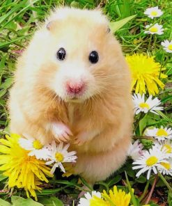Cute Hamster Art Paint By Numbers