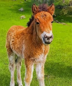 Horse Child Animals Paint By Numbers