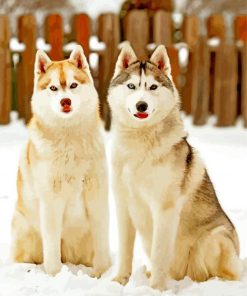 Cute Husky Dogs Paint By Numbers
