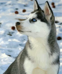 Cute Husky Snow Scene Paint By Numbers