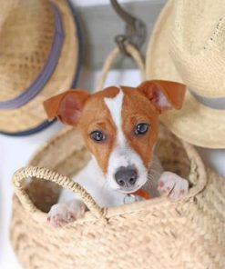 Cute Jack Russell Puppy Paint By Numbers