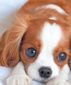Cavalier King Charles Puppy Paint By Numbers