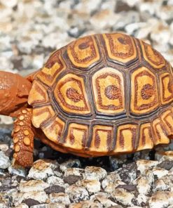 Leopard Tortoise Animal Paint By Numbers