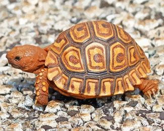 Leopard Tortoise Animal Paint By Numbers