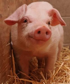 Cute Pig Farm Paint By Numbers