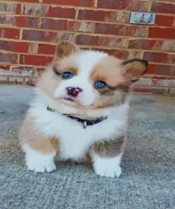 Cute Brown Husky Puppy Paint By Numbers