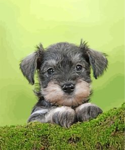 Schnauzer Dog Paint By Numbers