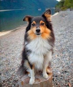 Cute Sheltie Puppy Paint By Numbers