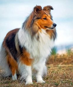 Cute Sheltie Puppy Paint By Numbers