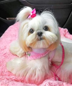 Cute Shih Tzu Dog Paint By Numbers